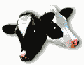 5-Cows rating on tucows.com